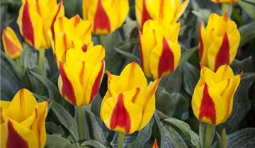 Greig-Tulpe