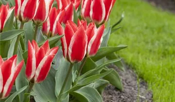 Greig-Tulpe