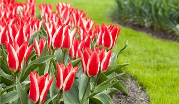 Greig-Tulpe