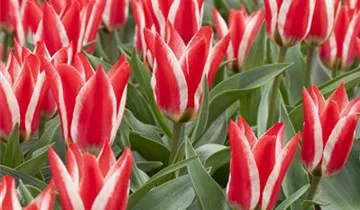 Greig-Tulpe