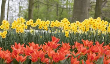 Greig-Tulpe