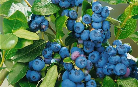 Vaccinium corymbosum 'Chippewa' (Heidelbeere)