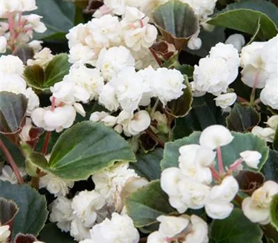 Begonia, weiß, gefüllt