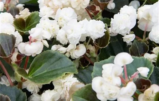 Begonia, weiß, gefüllt