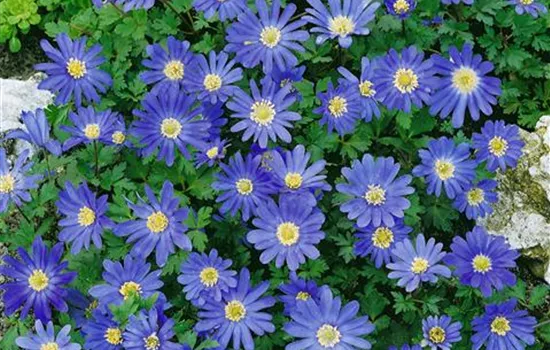 Anemone blanda, dunkelblau