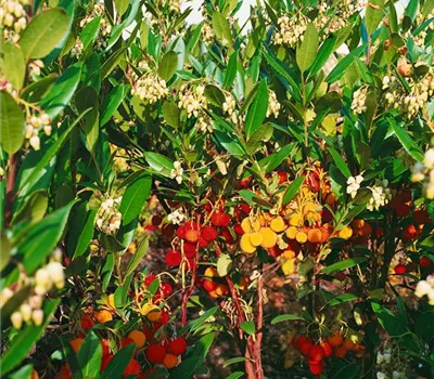 Arbutus unedo 'Compacta'