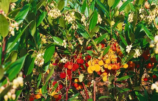 Arbutus unedo 'Compacta'