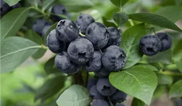 Mini Blues Blueberry