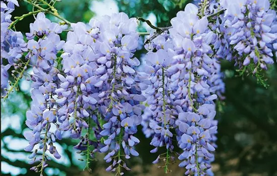 Wisteria sinensis 'Issai Perfect'