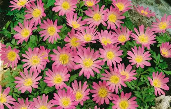 Anemone blanda, rosa