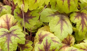 Garten-Purpurglöckchen