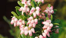 Lester Rowntree Manzanita