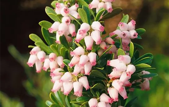 Arctostaphylos Lester Rowntree