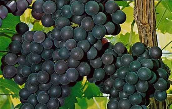 Vitis 'Dornfelder' (s) (Europäerrebe)