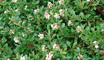 Lester Rowntree Manzanita