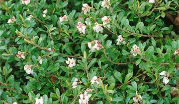 Lester Rowntree Manzanita