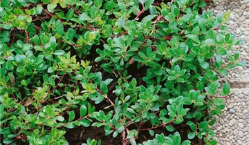 Lester Rowntree Manzanita