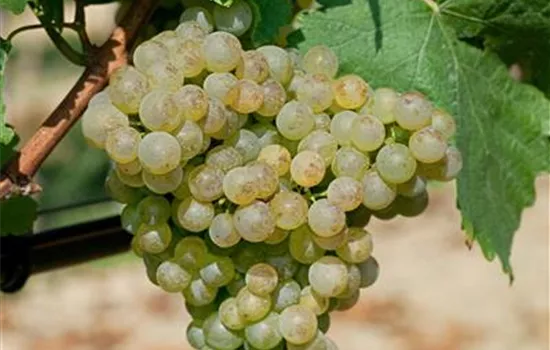 Vitis 'Huxelrebe' (Weinrebe)