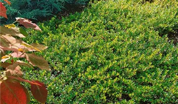 Lester Rowntree Manzanita