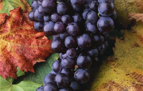 Vitis 'Isabella' (Amerikanerrebe)