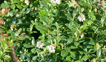 Bärentraube 'Massachusetts'