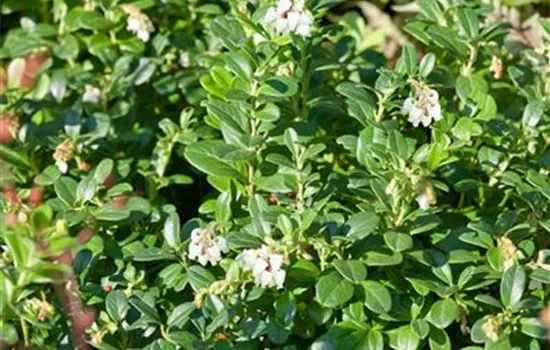 Arctostaphylos uva-ursi 'Massachusetts'