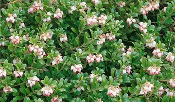 Lester Rowntree Manzanita