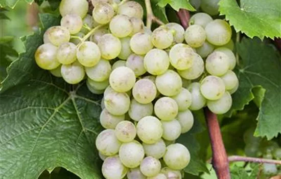 Vitis 'Millenium' (Weinrebe)