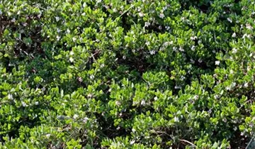 Lester Rowntree Manzanita
