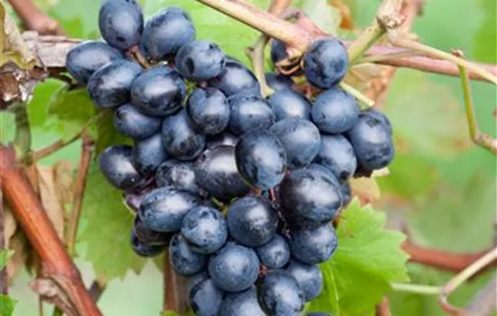 Vitis 'Nero' ® (Hybridrebe)