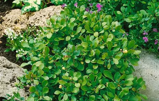 Berberis buxifolia Nana