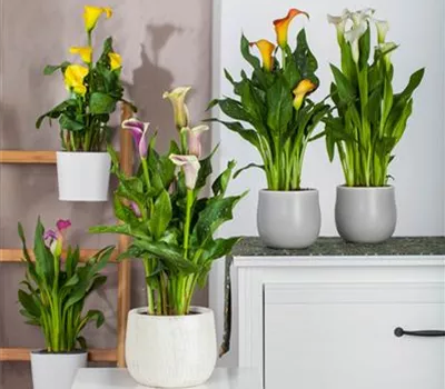 Zantedeschia aethiopica