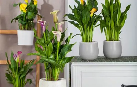 Zantedeschia aethiopica