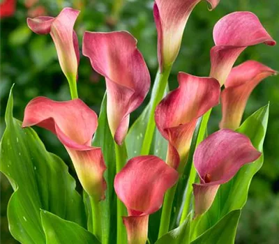 Zantedeschia 'Ascari'