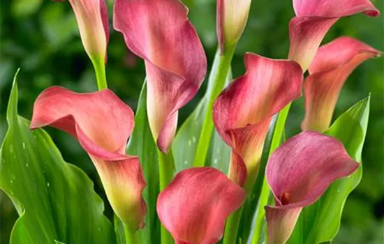 Zantedeschia 'Ascari'