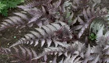 Regenbogenfarn 'Regal Red'