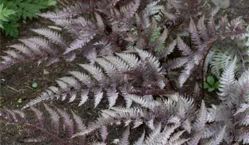 Regenbogenfarn 'Regal Red'