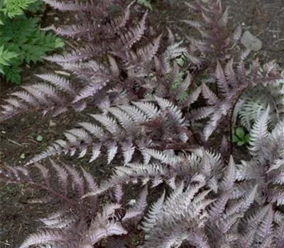 Athyrium nipponicum 'Regal Red'