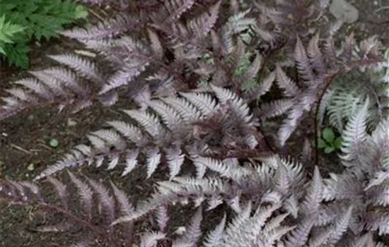 Athyrium nipponicum 'Regal Red'