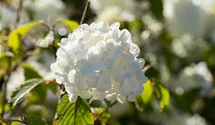 Schneeball 'Newport'