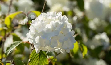 Schneeball 'Newport'
