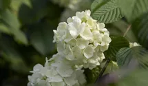 Schneeball 'Newport'