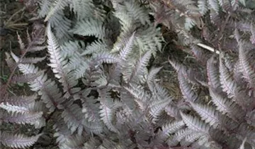Regenbogenfarn 'Regal Red'