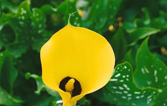 Zantedeschia 'Black Magic'