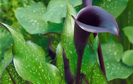 Zantedeschia 'Black Star'