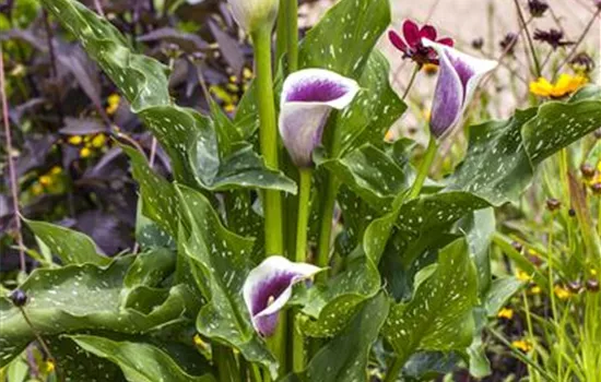Zantedeschia 'Picasso'