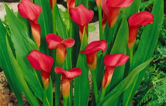 Zantedeschia rehmannii