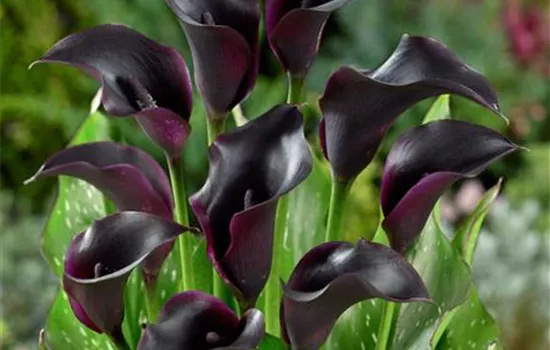 Zantedeschia 'Renoir'