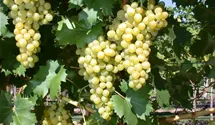 Weintraube 'Phoenix'