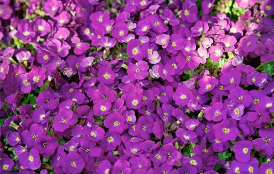 Aubretia gracilis Kitte Red